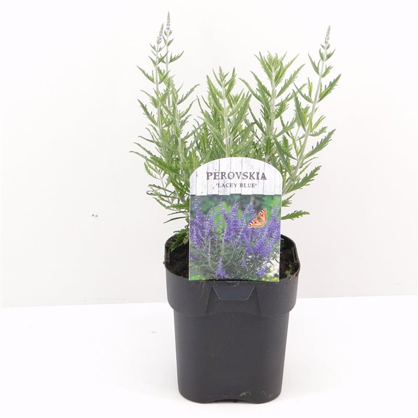 Perovskia atr. 'Lacey Blue' ® - C2